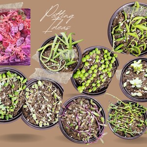 Multiple small pots with propagated string succulent cuttings labeled as potting ideas for inspiration.