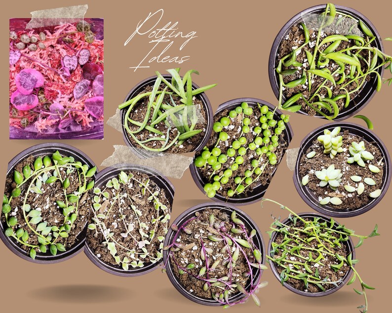 Multiple small pots with propagated string succulent cuttings labeled as potting ideas for inspiration.