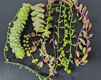 10 Varieties of String Succulent Cuttings Live Rare Plant Bundle DIY Propagation Gift Box