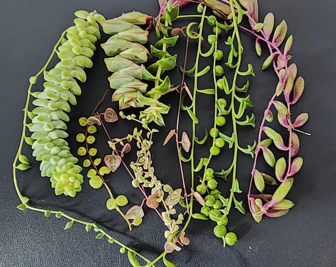 10 Varieties of String Succulent Cuttings Live Rare Plant Bundle DIY Propagation Gift Box