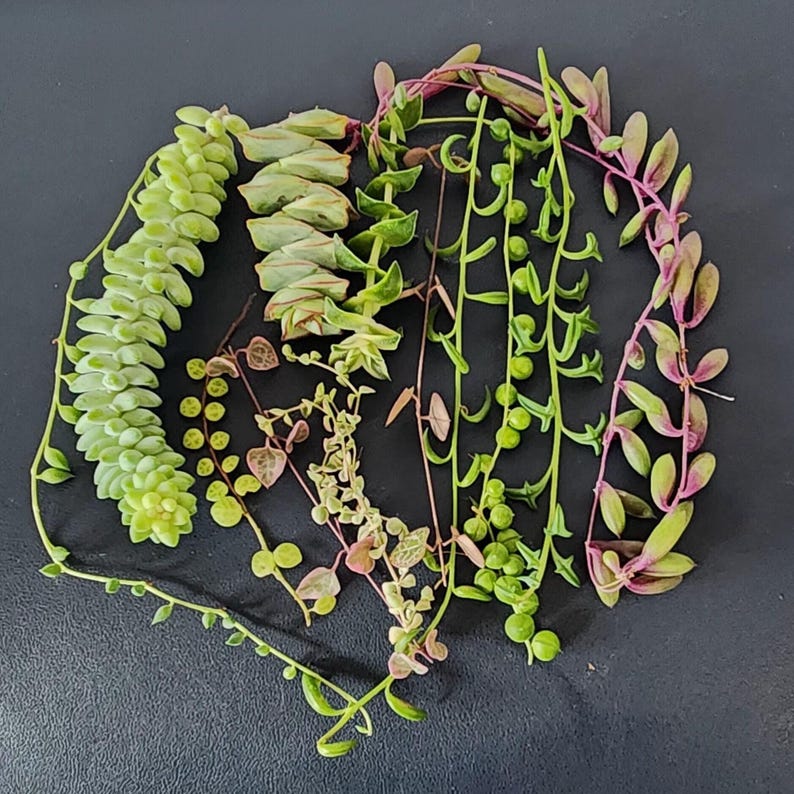 Close-up of assorted string succulent cuttings showing leaf shapes and colors for propagation box.