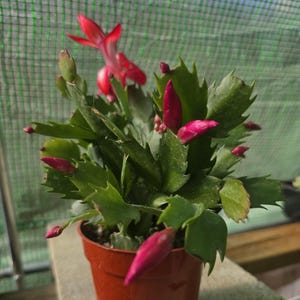 Holiday/Thanksgiving Cactus Live Houseplant Easy Care Indoor Decor Office Desk Plant Gift for Plant Lovers Currently with Tiny Bloom