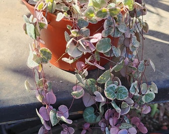 Chaînes panachées de coeurs succulentes Ceropegia woodii plante rare vivante cadeau bureau à domicile exposition d'art mural jardin vertical rebord de fenêtre plante