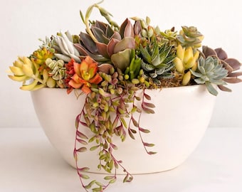 11 Inch White Oblong Live Succulent Centerpiece Curated Greenery For Table Decor