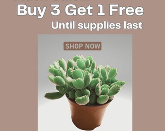 4" Live Bear Paw Plant Cotyledon Tometosa Rare Succulent Fuzzy Leaves for Cozy Home Decor Unique Gift for Plant Lover Ideal for Small Spaces