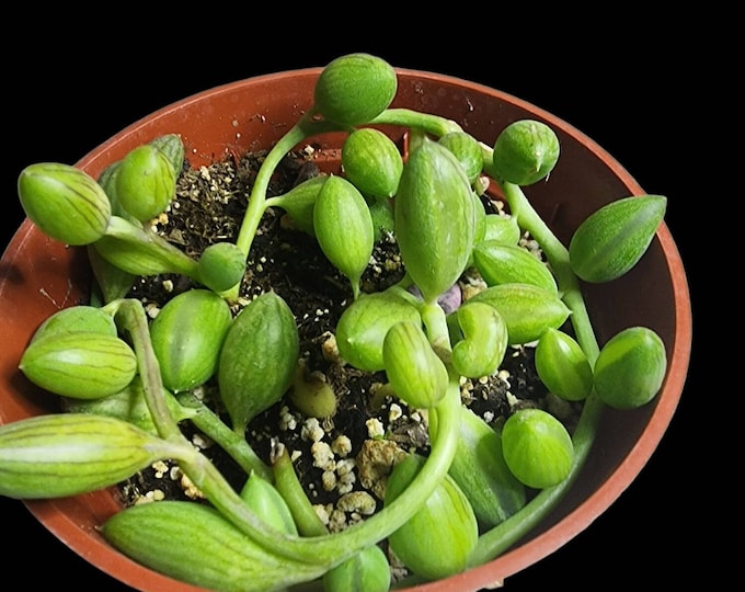 String of Watermelon Vine for Hanging Basket Boho Patio Plant Gift Live Succulent for Gardeners Trailing Greenery Easy Outdoor Decor Idea