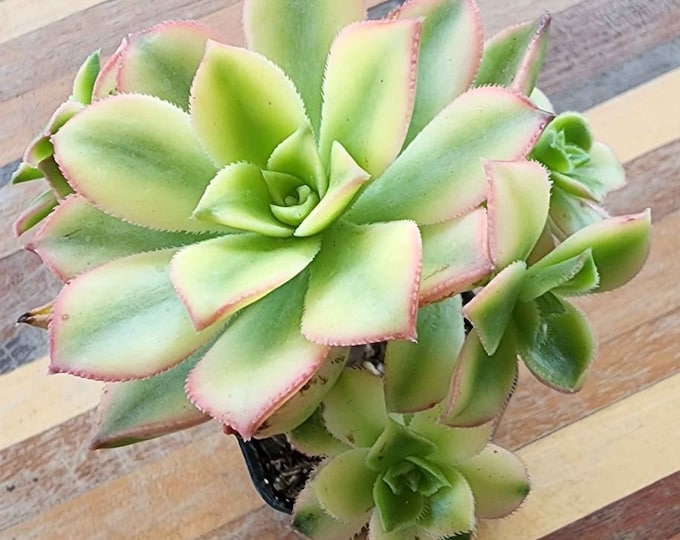Variegated Aeonium Kiwi \ Aeonium Kiwi Triple Color with offsets