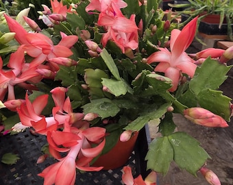 Holiday Cactus Warm Orange Thor Olivia Schlumbergera Live Winter Blooming Plant Indoor Gift Ready to Bloom