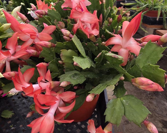 Holiday Cactus Warm Orange Thor Olivia Schlumbergera Live Winter Blooming Plant Indoor Gift Ready to Bloom