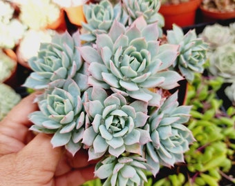Echeveria Blue Bird Succulent Rare Live Plant Pink Tip Blue Rosette Easy Care Houseplant Gift Wedding Favor Drought Tolerant Decor