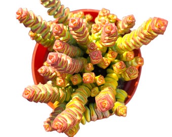 Baby Necklace Succulent – Rare Crassula rupestris Live Stacked-Leaves Indoor Plant