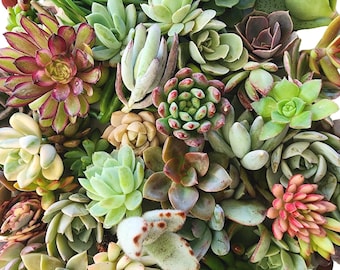 60 Assorted Succulent Cuttings Mystery Box Rare Bulk Propagation Starter Set