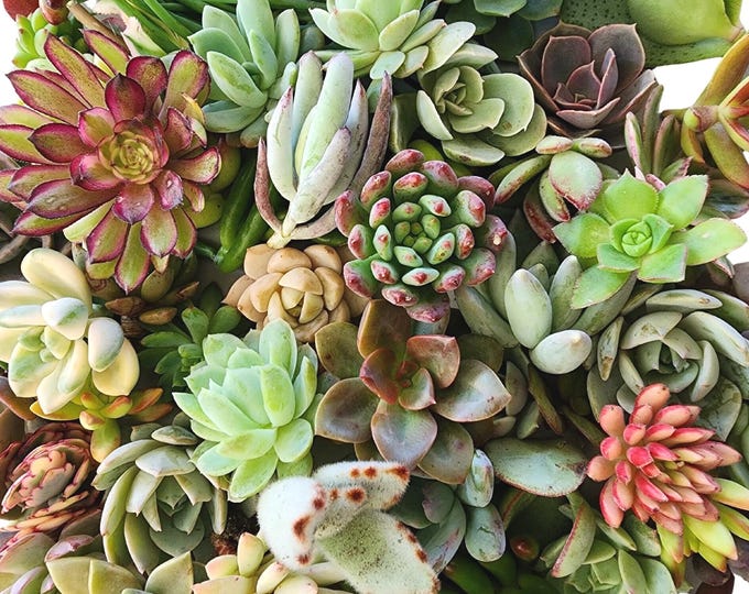60 Assorted Succulent Cuttings Mystery Box Rare Bulk Propagation Starter Set