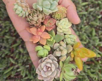 Succulent Cuttings Propagation Starter Kit Rare Unrooted Plants Rooting Hobby Garden DIY Easy Beginner Grow Set
