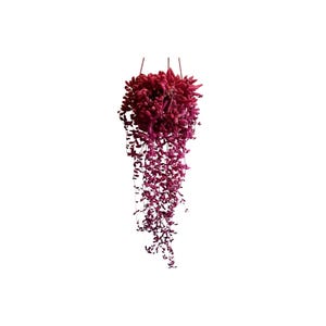 String Of Rubies Succulent: Trailing Ruby Necklace Plant In 6 Inch Hanging Pot