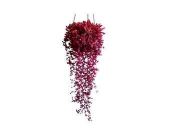 Trailing String of Rubies Succulent Live Rare Hanging Vine Plant Gift Exotic Houseplant Ruby Vining Decor Cuttings