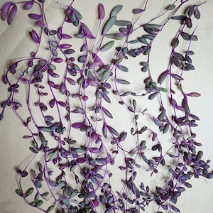 May include: A bunch of purple and green succulent cuttings with long stems. The stems are thin and have small, oval-shaped leaves.