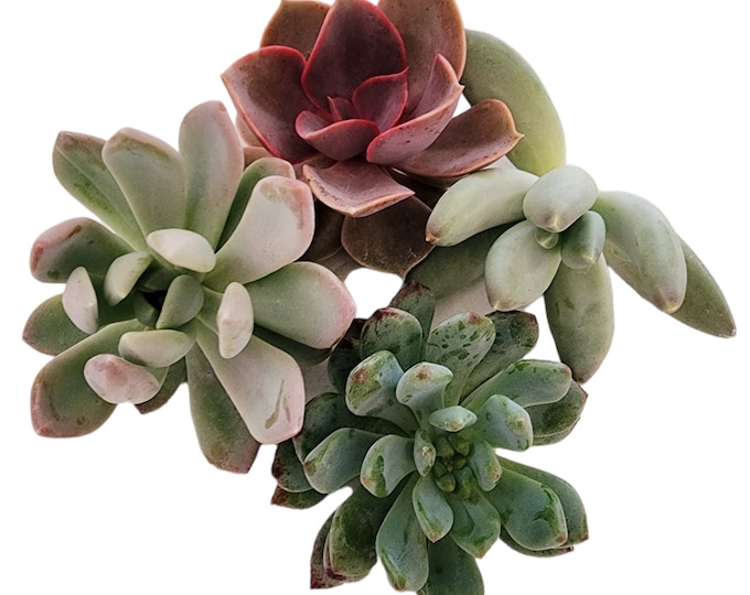 Echeveria Succulent Live Plant Set Rare Rosette Gift Indoor Decor Easy Care Houseplant Variety 4 Pack for Windowsill Display