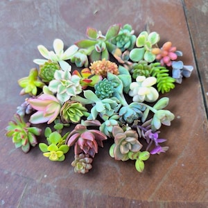 20 Mini Succulent Cuttings DIY Terrarium Kit Live Unrooted Plants Party Favor Wedding Gift Colorful Baby Succulents Beginner Plant Pack