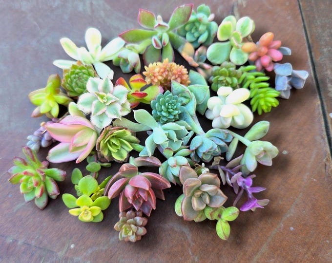 20 Mini Succulent Cuttings DIY Terrarium Kit Live Unrooted Plants Party Favor Wedding Gift Colorful Baby Succulents Beginner Plant Pack