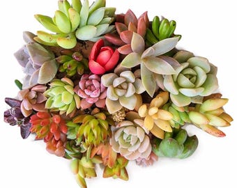 Mini Succulent Cuttings Set DIY Terrarium Plants Unrooted Live Bundle 12 Assorted Varieties