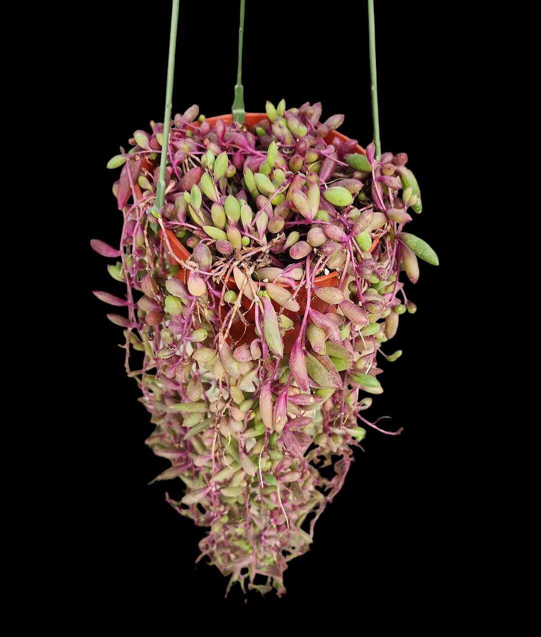 String of Ruby Necklace Succulent Live Plant String of Ruby Etsy