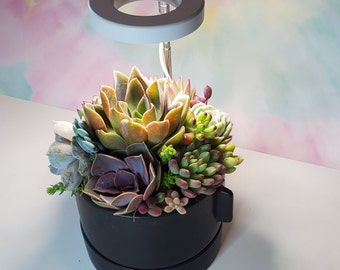 Succulent Arrangement with LED Grow Light Black Ceramic Pot Tabletop Decor Gift for Plant Lovers Home Office Centerpiece