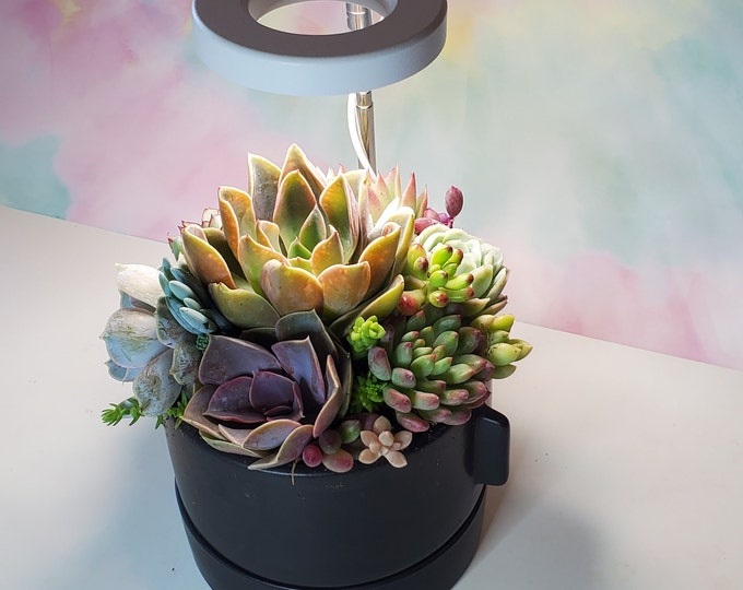 Succulent Arrangement with LED Grow Light Black Ceramic Pot Tabletop Decor Gift for Plant Lovers Home Office Centerpiece