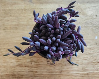 String of Rubies Hanging Succulent Live Plant Rare Trailing Garden Plant Low Maintenance Houseplant Gift Indoor Outdoor 2" /4"