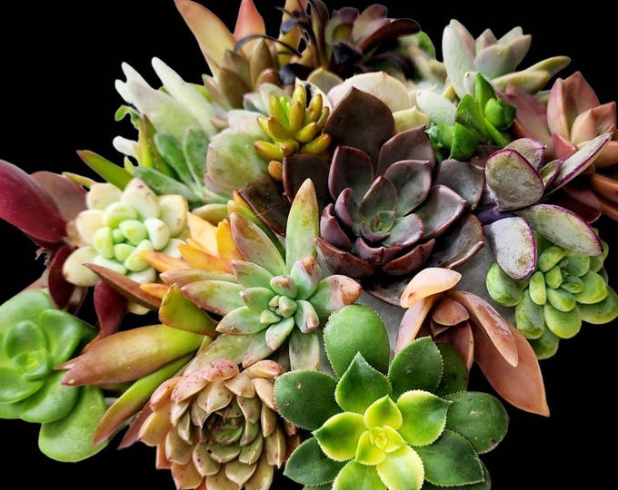 Rare Succulent Cuttings Bulk Propagation Kit Eco Garden Gift Indoor Mini Aeonium Echeveria Set Easy Care Plant Starter