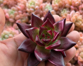 Rare Succulent Echeveria Agavoides Romeo Rubin Bare Root Deep Red Live Plant