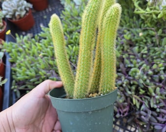 Trailing Cactus
