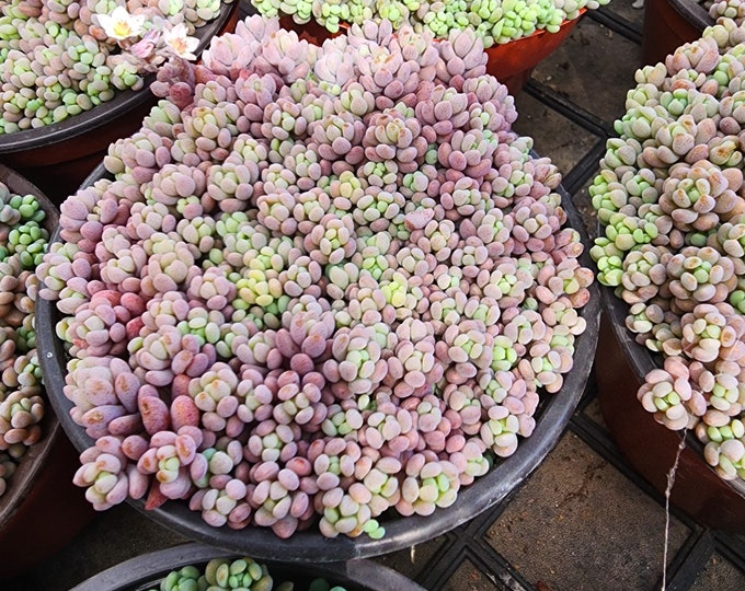 Corsican Stonecrop Sedum Live Purple Ground Cover Succulent Fairy Garden Terrarium Plant Hardy Mini Sedum