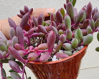 String Of Rubies Small Succulent Plant Othonna Capensis Ruby Necklace