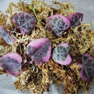 Variegated String of Hearts Succulent Cuttings Trailing Indoor Plant Easy Care Propagation Gift for Home Office Decor