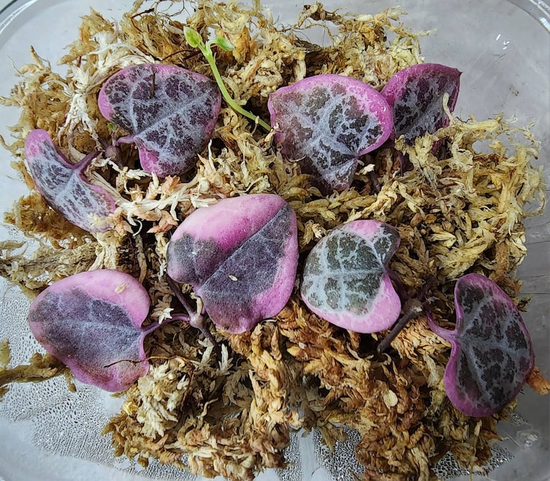 Variegated String of Hearts Succulent Cuttings Trailing Indoor Plant Easy Care Propagation Gift for Home Office Decor