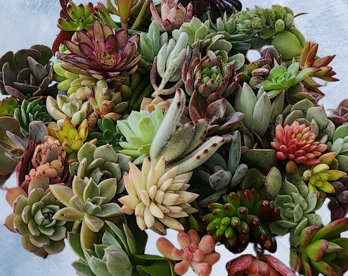 Bulk Succulent Cuttings Outdoor Propagation Kit Rare Garden Starter DIY Patio Project Live Unrooted Plants Easy Grow Favor