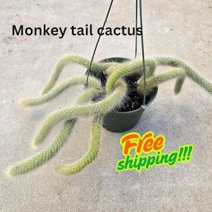 Rare Monkey Tail Cactus - Fuzzy Hanging Succulent in 6&quot; Pot