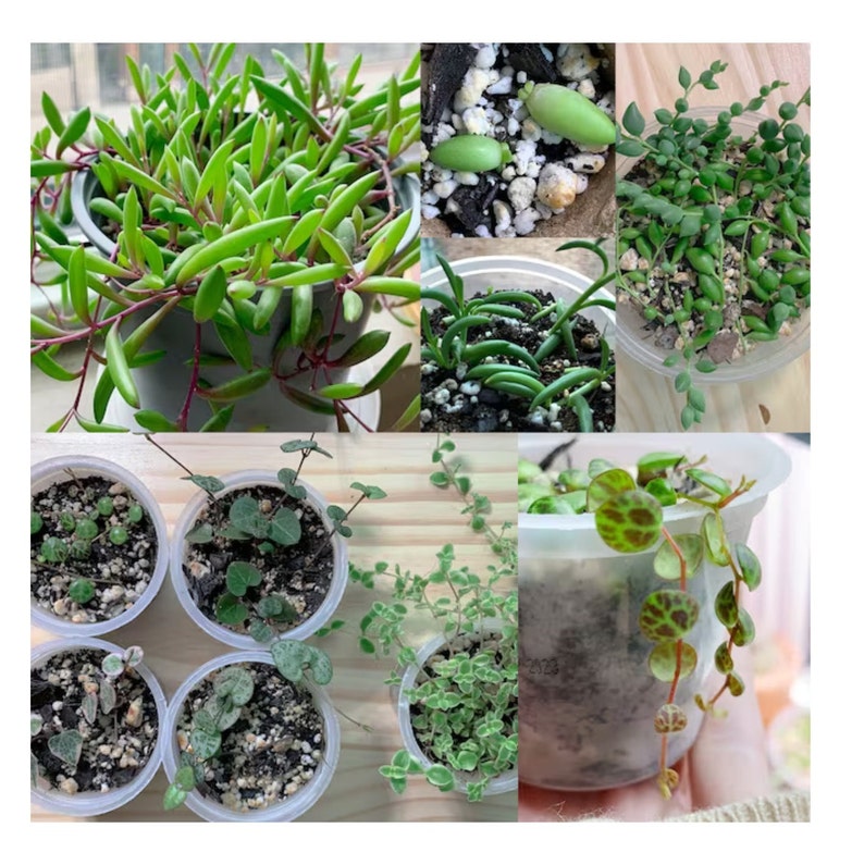 String Succulent cuttings reviews from verified buyers. Rooted string succulents in small nursery containers showing healthy growth and propagation success.