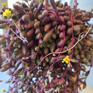 String of Rubies Hanging Succulent Live Trailing Ruby Necklace Plant