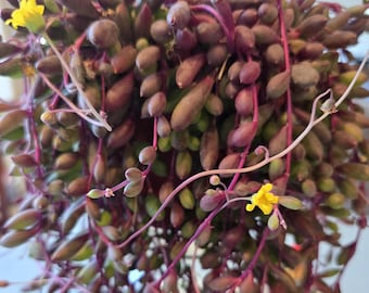 String of Rubies Succulent Live 6 Inch Hanging Othonna Capensis Rare Trailing Plant