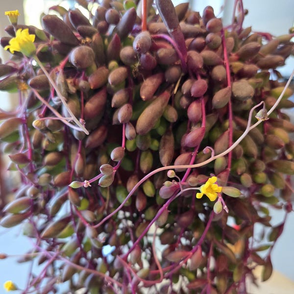 String of Rubies Hanging Succulent Live Trailing Ruby Necklace Plant