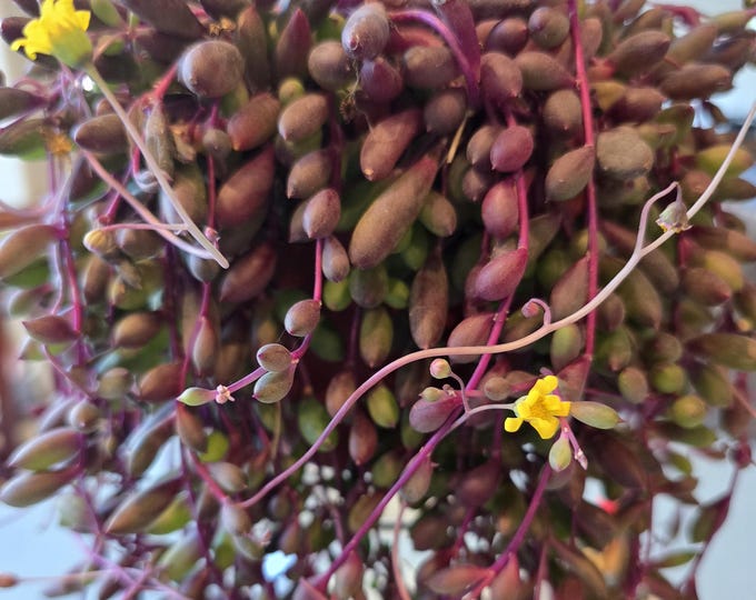 String of Rubies Hanging Succulent – Ruby Necklace Plant in 6-Inch Pot for Home Decor
