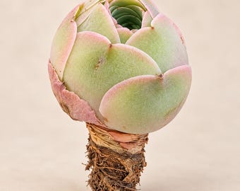 Rare Mountain Rose Succulent Greenovia Aeonium Live Plant Bare Root