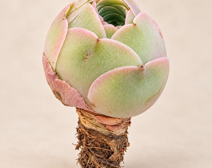 Rare Mountain Rose Succulent Greenovia Aeonium Live Plant Bare Root
