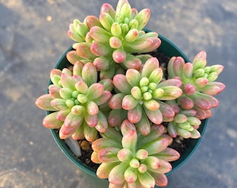 Jelly Bean Succulent Live Plant Sedum Rubrotinctum Pink Tipped Pork and Beans Plant