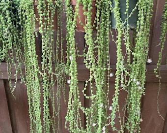 String of Pearls Succulent: Hanging Live Plant in Nursery Pot