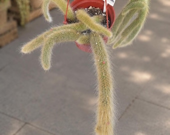 Monkey Tail Cactus Cleistocactus Colademononis 6 Inch Fuzzy Trailing Succulent
