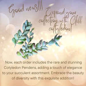 A new addition to your collection is the cotyledon pendens or cliff cotyledon to complete your string of succulents.