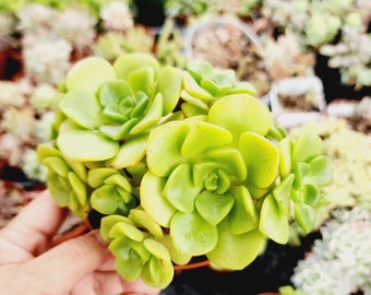 Aeonium Lilypad Potted Succulent 4-Inch Rosette Easy Care